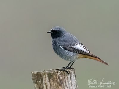 Codirosso spazzacamino (Phoenicurus ochruros )