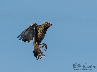 Strillozzo (Emberiza calandra)