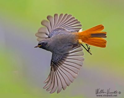 Codirosso spazzacamino (Phoenicurus ochruros )