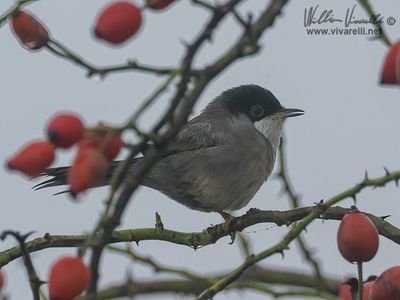 Ochiocotto (Curruca melanocephala)