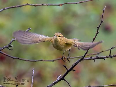 Luì piccolo (Phylloscopus collybita)