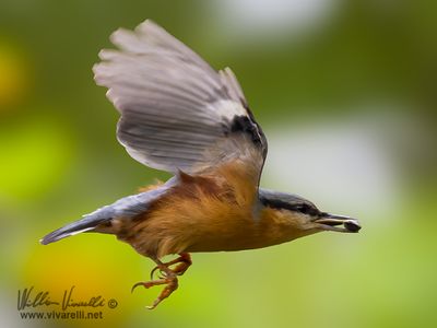 Picchio muratore (Sitta europaea)