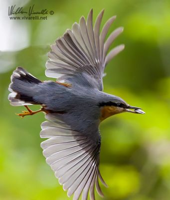 Picchio muratore (Sitta europaea)