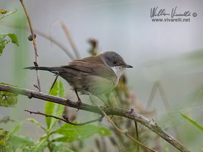 Ochiocotto (Curruca melanocephala)