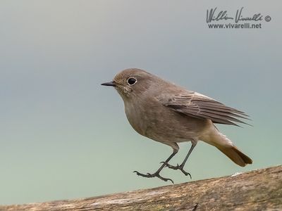 Codirosso spazzacamino (Phoenicurus ochruros )