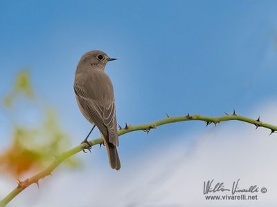 Codirosso spazzacamino (Phoenicurus ochruros )