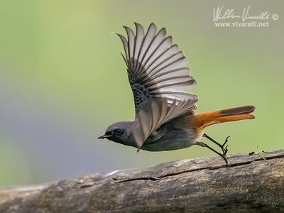 Codirosso spazzacamino (Phoenicurus ochruros )