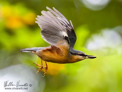 Picchio muratore (Sitta europaea)