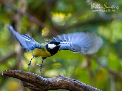 Cinciallegra (Parus major)