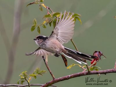 Codibugnolo (Aegithalos caudatus)