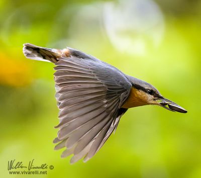 Picchio muratore (Sitta europaea)