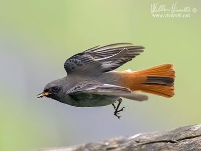 Codirosso spazzacamino (Phoenicurus ochruros )