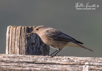 Codirosso spazzacamino (Phoenicurus ochruros )
