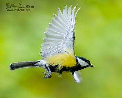 Cinciallegra (Parus major)