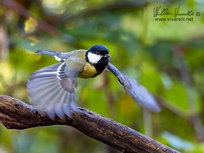 Cinciallegra (Parus major)