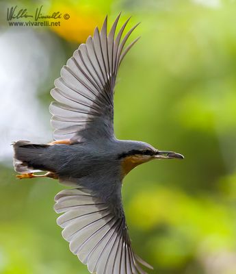 Picchio muratore (Sitta europaea)