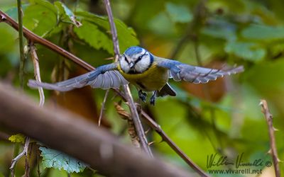 Cinciarella (Cyanistes caeruleus)