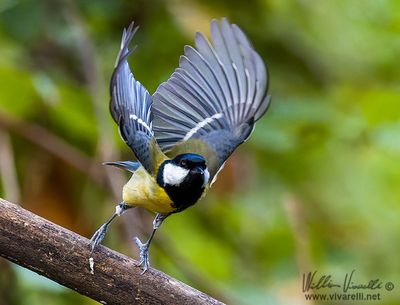 Cinciallegra (Parus major)