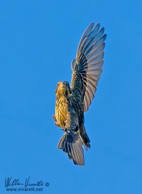 Strillozzo (Emberiza calandra)