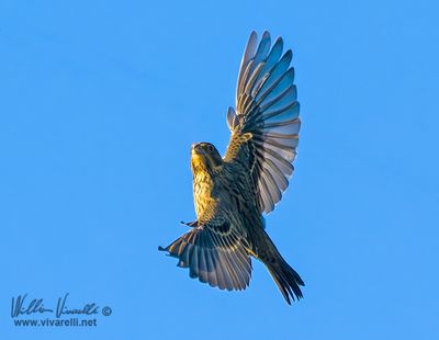 Strillozzo (Emberiza calandra)