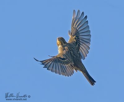 Strillozzo (Emberiza calandra)