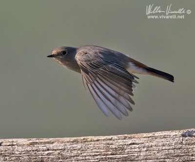 Codirosso spazzacamino (Phoenicurus ochruros )