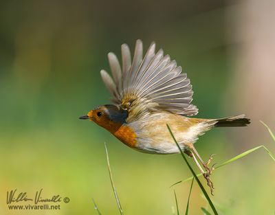 Pettirosso (Erithacus rubecula)