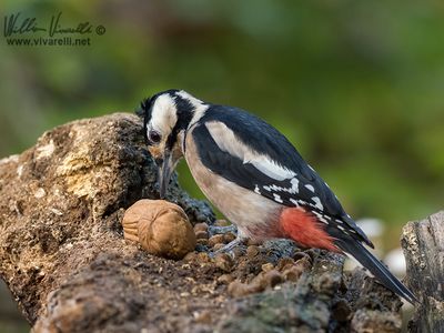picchio rosso maggiore (Dendrocopos major)