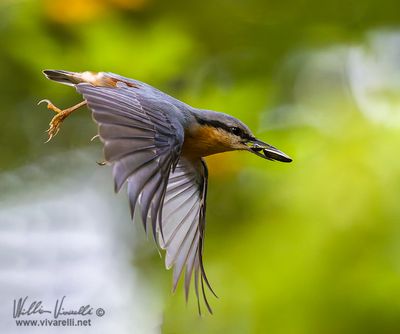 Picchio muratore (Sitta europaea)