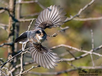 Codibugnolo (Aegithalos caudatus)