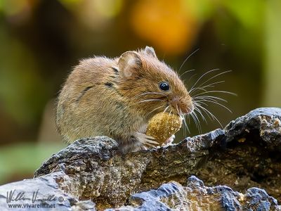 Arvicola rossastra (Clethrionomys glareolus)