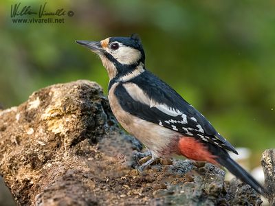 Picchio rosso maggiore (Dendrocopos major)