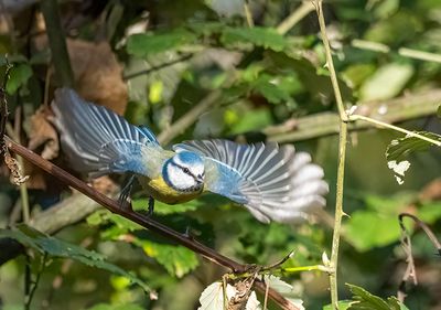 Cinciarella (Cyanistes caeruleus)