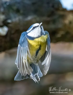 Cinciarella (Cyanistes caeruleus)