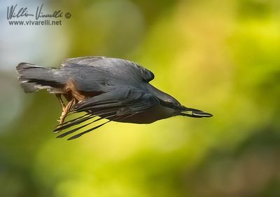 picchio muratore (Sitta europaea)