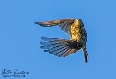 Strillozzo (Emberiza calandra)