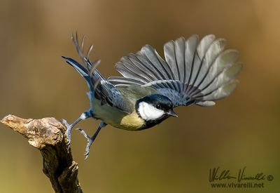 Cinciallegra (Parus major)