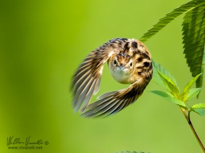 Beccamoschino (Cisticola juncidis)