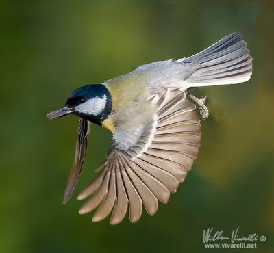 Cinciallegra (Parus major)