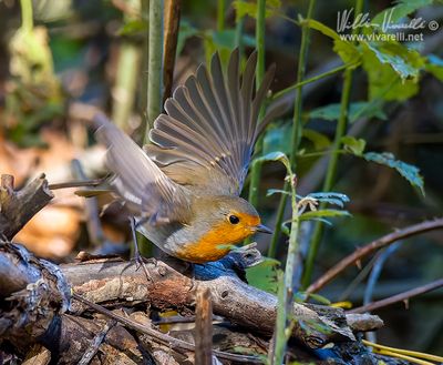 Pettirosso (Erithacus rubecula)