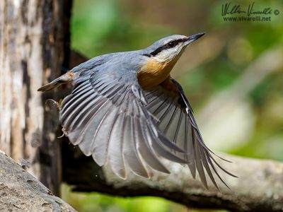 Picchio muratore (Sitta europaea)