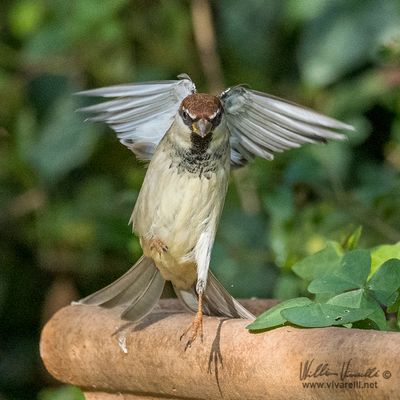 Passero domestico (Passer domesticus)