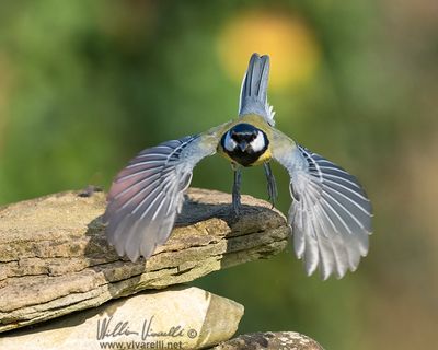 Cinciallegra (Parus major)
