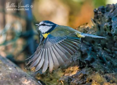 Cinciarella (Cyanistes caeruleus)