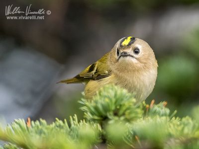 Regolo (Regulus regulus)