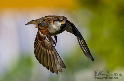 Passero domestico (Passer domesticus)