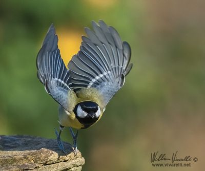 Cinciallegra (Parus major)