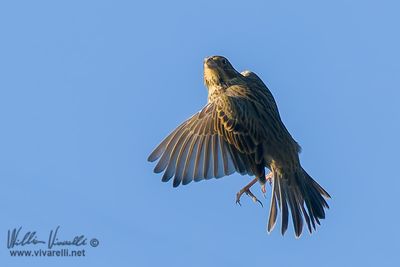 Strillozzo (Emberiza calandra)