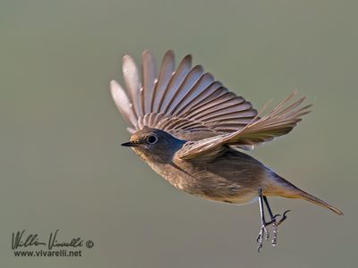 Codirosso spazzacamino (Phoenicurus ochruros )