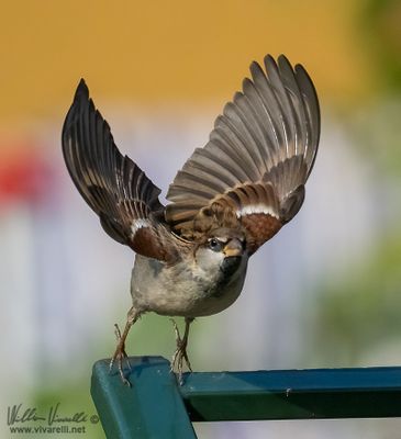 Passero domestico (Passer domesticus)